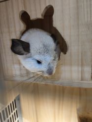 -Moni星球萌宠·小马宝莉·灵蛇·高端高阶全萌宠互动体验俱乐部(红豆国际广场店)
