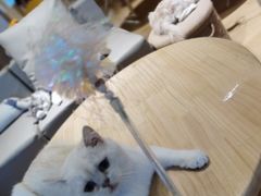 -猫腻·猫咖·撸猫馆(星光大道店)