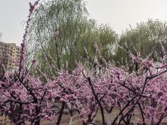 -东山植物园
