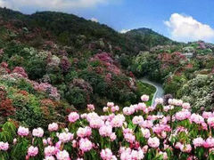 -贵州百里杜鹃风景名胜区
