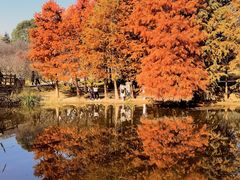 -溱湖国家湿地公园