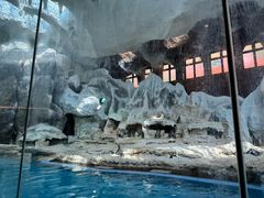 -帝企鹅自助餐厅•儿童岛•真企鹅(长隆企鹅酒店)