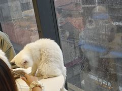 -怪兽屋·羊驼·猫咖·狗咖(俊华广场店)