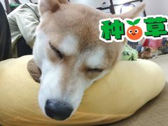 -逗柴咖啡屋·狗咖猫咖宠物桌游