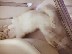 -喵的天空名猫咖啡馆·撸猫·猫舍·用品