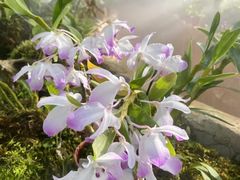 -国家植物园南园