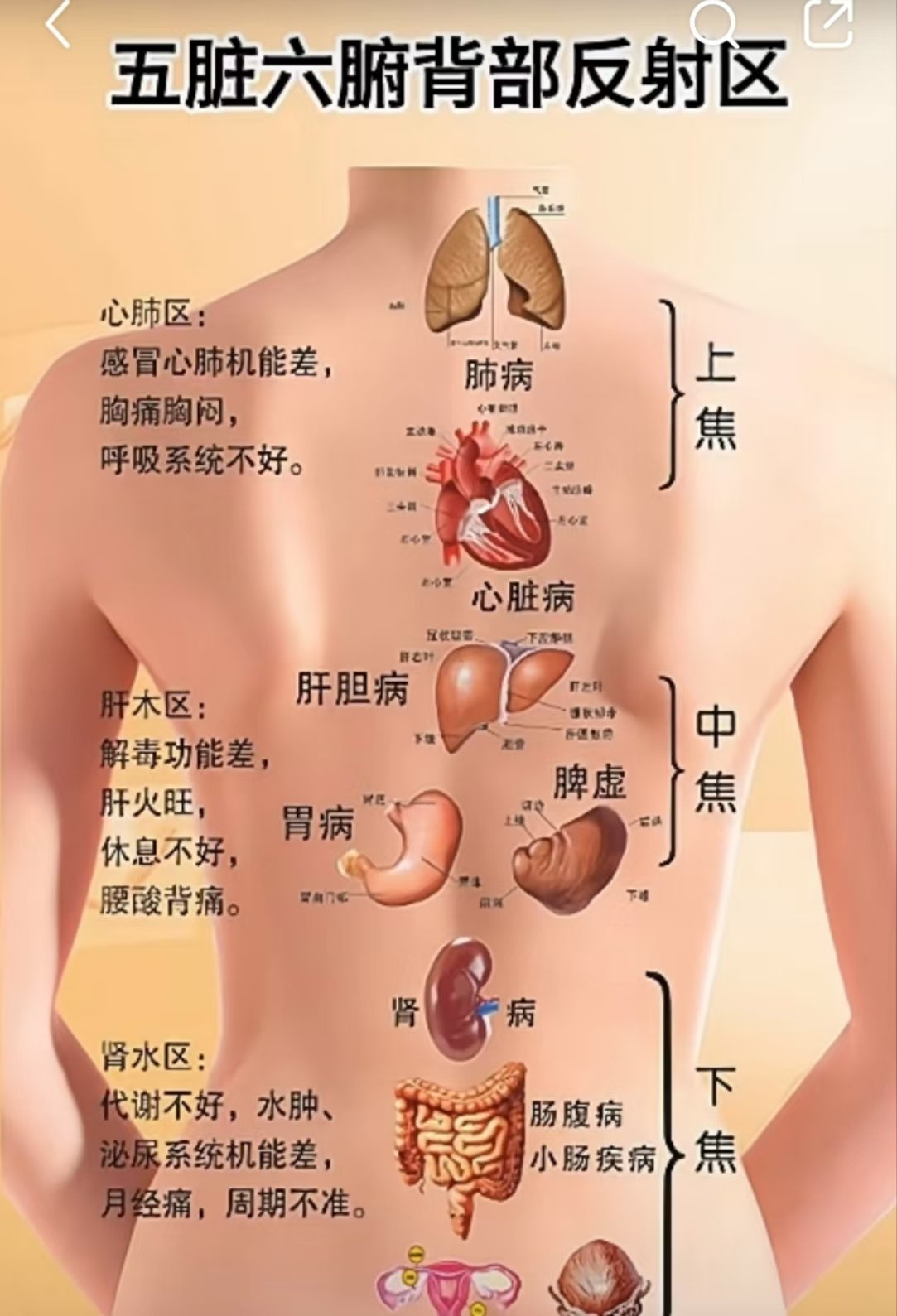 别让肝脏默默承受伤害