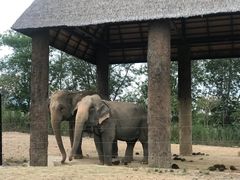 -清迈夜间动物园