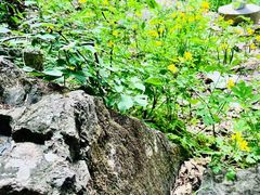-帽儿山风景区