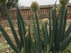 菜园-白洋淀锅里口灶台鱼