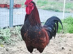 -杭州六谷生态休闲农庄有限公司