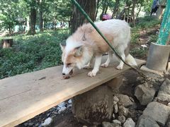 -宫城藏王狐狸村