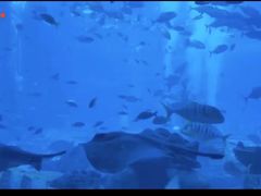 -亚特兰蒂斯•OSSIANO奥西亚诺海底餐厅