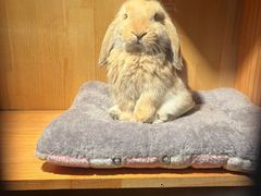 -爱侣宠医·鹦鹉专科·小型哺乳类·异宠专科(灵石路店)