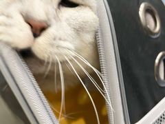 -伟伟宠物医院·瑞派猫友好医院·猫科(光谷店)