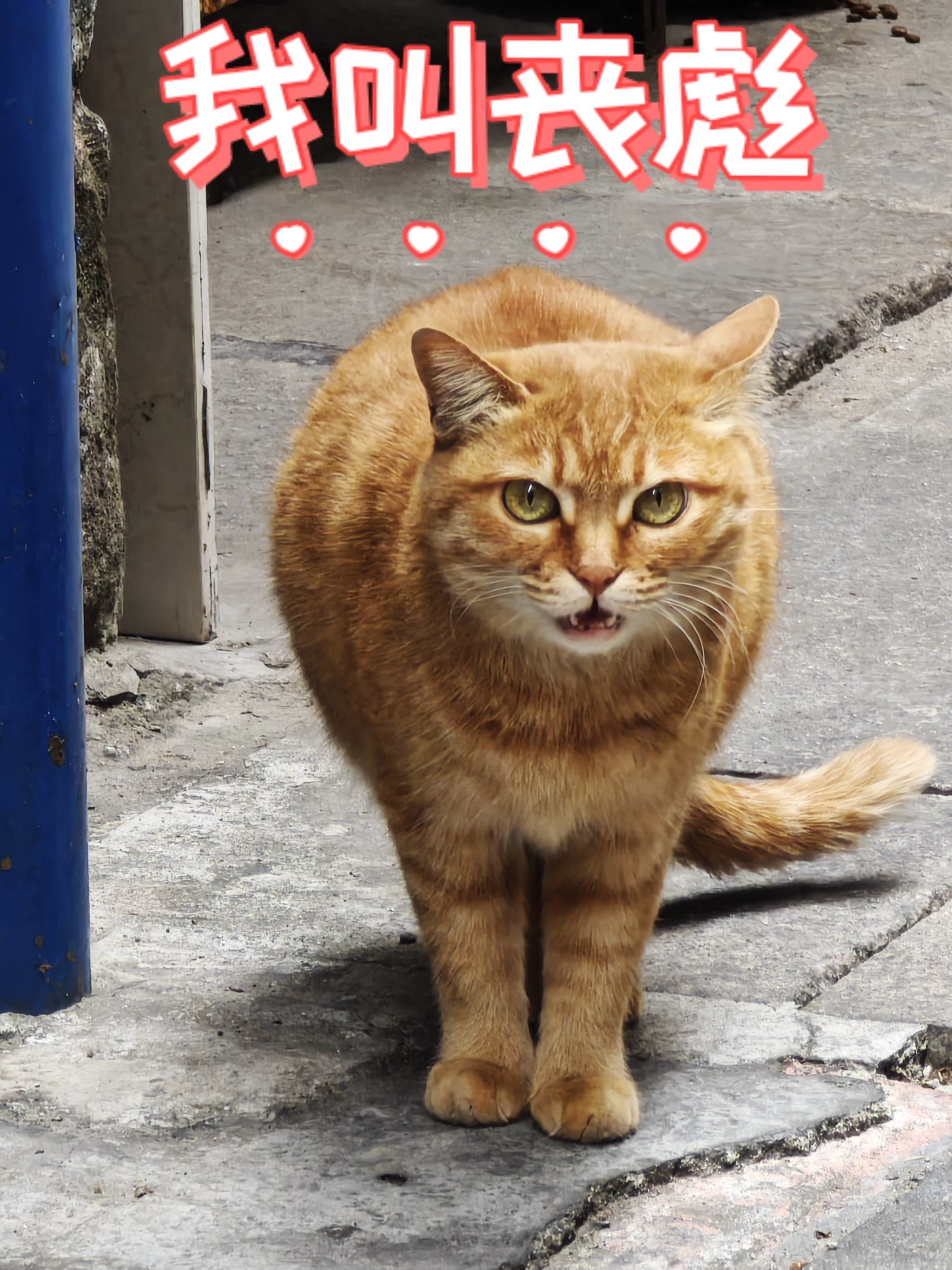 路上偶遇的猫猫没给猫条之前是丧彪的表情给了猫条之后一副可以叫