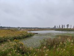 -春花秋色城市公园