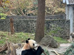 -都江堰中华大熊猫苑
