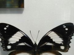 -上海昆虫博物馆