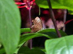 -深圳市中科院仙湖植物园