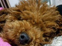-米苏动物医院·犬猫专科·骨科外科内窥镜