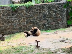 -都江堰中华大熊猫苑