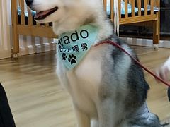-Husky Go! 哈士奇体验馆·宠物咖啡厅狗咖