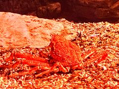 -珠海长隆海洋王国