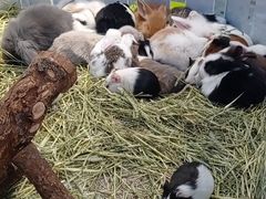 -龟与熊猫宠物公园(南坪店)