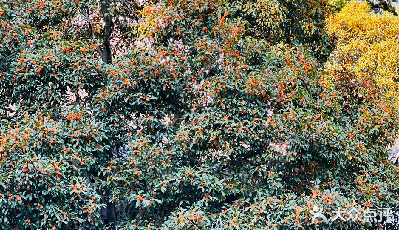 桂拂清风菊带霜