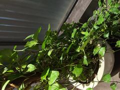 -石鼎香·非遗淮扬火锅(江都龙川桥店)