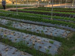 -Ohkajhu Organic Farm Sansai