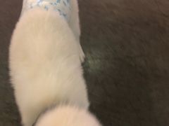 -百好乐宠物友好餐厅(朝外大街店)