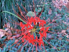 -上海佘山国家森林公园天马山园