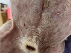 -瑞派康怡24h宠物医院·犬猫医疗中心·微创绝育(瑞景分院)