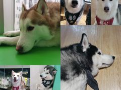 -Husky Go! 哈士奇体验馆·宠物咖啡厅狗咖
