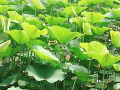 -长春市南湖公园