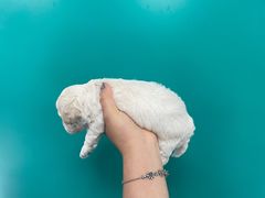 -博特宠物医院24h犬猫全科.骨科·异宠