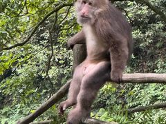 -帕帕拉兹宠物(亚洲旗舰店)