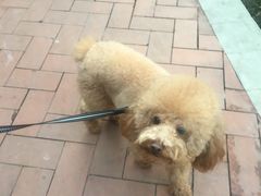 -仁华宠物医院(青羊店)