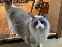 -MOCHA明星猫咖(田子坊店)