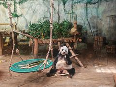 -深圳野生动物园