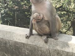 -黔灵山公园