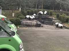 -都江堰中华大熊猫苑