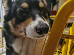 -猫色咖啡·猫咖