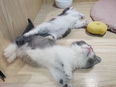-屋虎猫馆(宝安大仟里店)