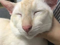 -泰妃堂.泰菜.夜宵(赤岗总店)