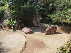 -深圳野生动物园