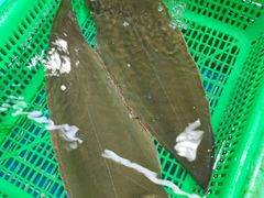 龙利鱼-都斛海鲜街