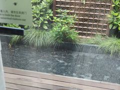 -上海崇明金茂凯悦酒店